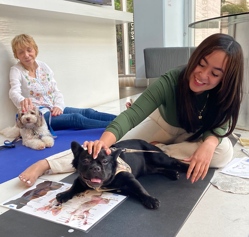 Two women smile while doing acupressure points on dogs on yoga mats indoors. Papers with acupressure diagrams are on the floor.
