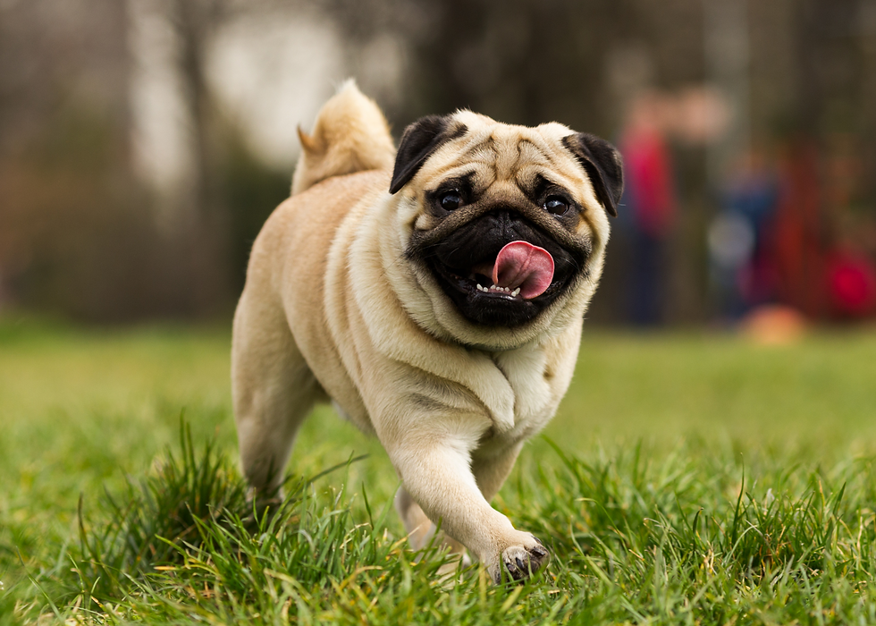 pug running outside has risk of heatstroke