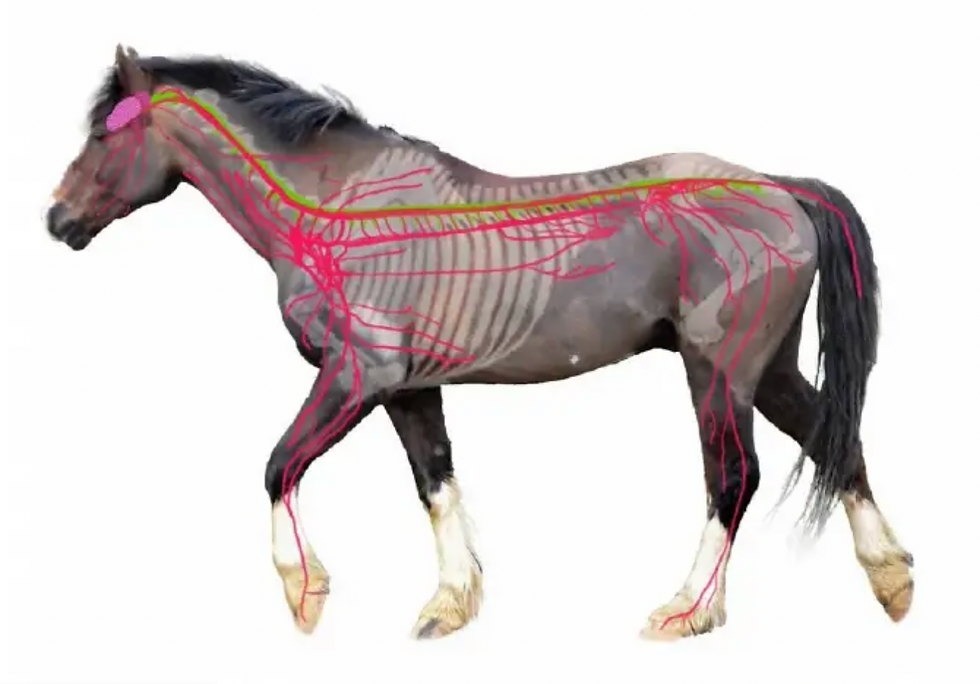 proprioception sensory receptors in horse diagram