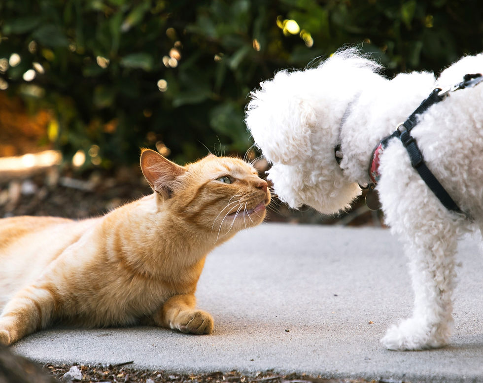 Cat sniffing a small dog as they meet each other for the first time. Socializing your pets to other animals helps prevent aggression in the future.