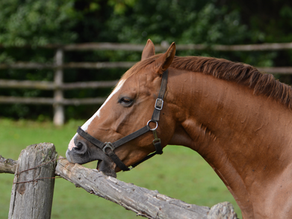 Unraveling the Mystery of Cribbing Horses: Understanding, Causes, and Solutions