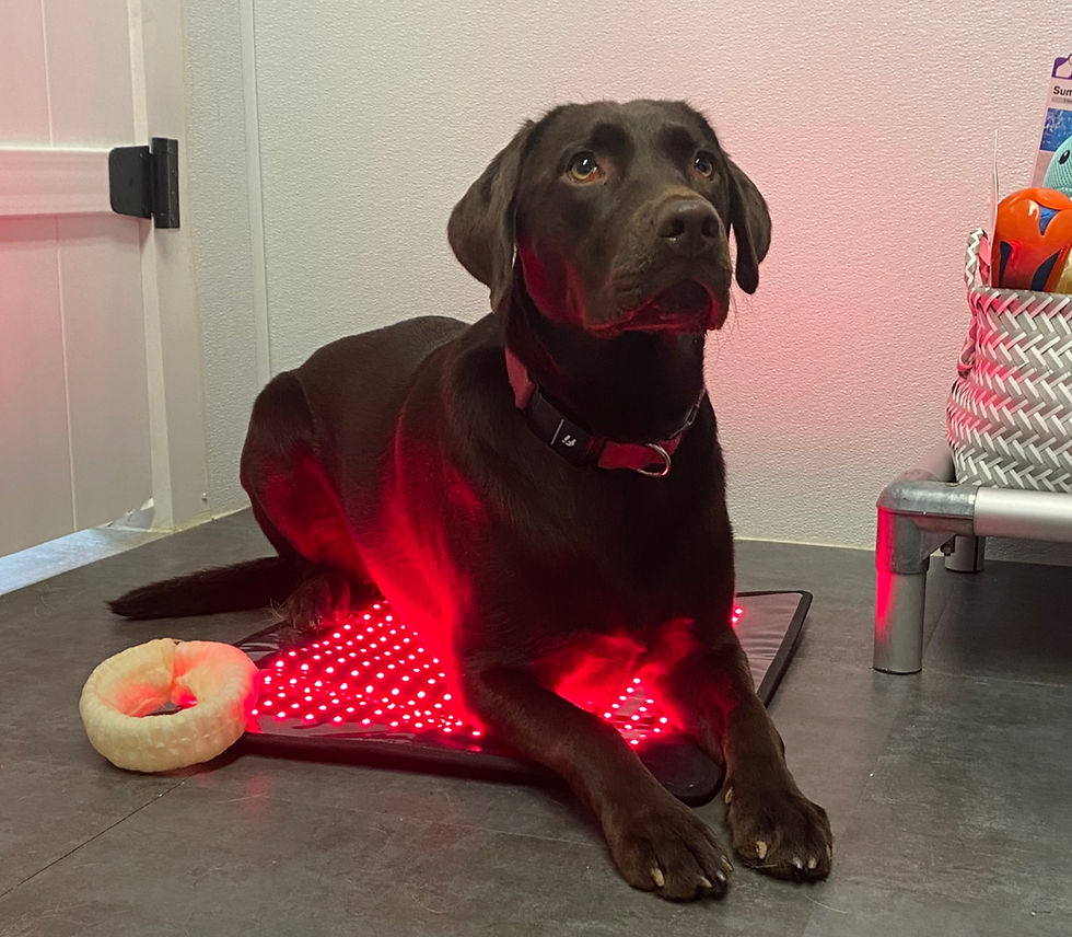 dog getting red light therapy for surgery recovery