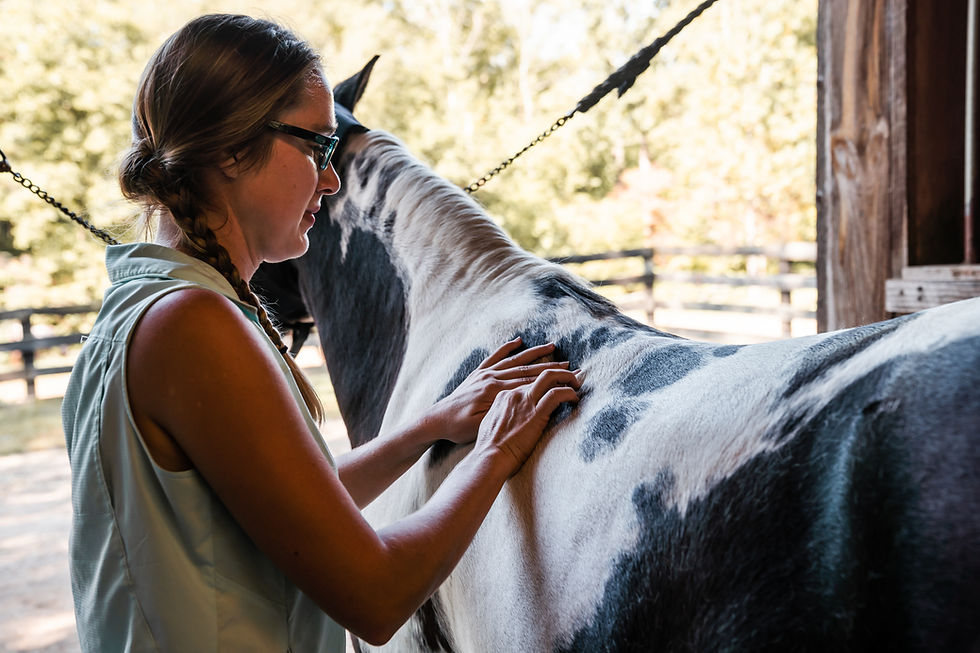 acupressure is used in performance horse care