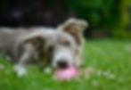 dog chewing on a kong toy for mental stimulation