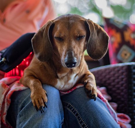 Dog with closed eyes relaxing during red light therapy session in Charlotte NC