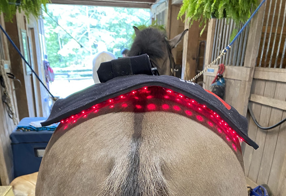 photobiomondulation therapy on a horse using red light LEDs