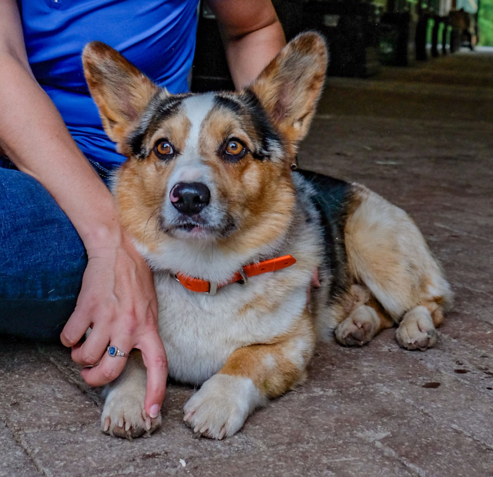 Acupressure with your pet enhances your relationship