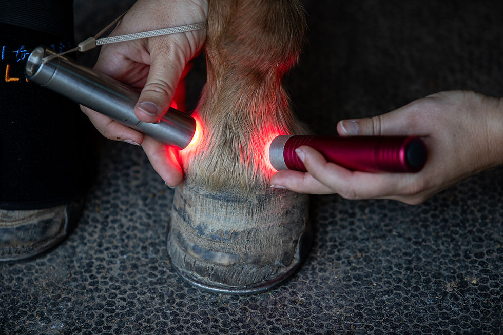 red light therapy being used on a horse hoof to reduce inflammation of laminitis