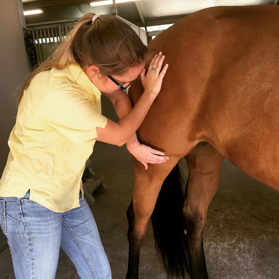 equine acupressure practitioner applying pressure to the acupoints on a horse