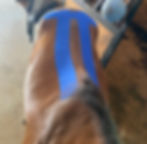 horse with kinesiology tape on his back for support