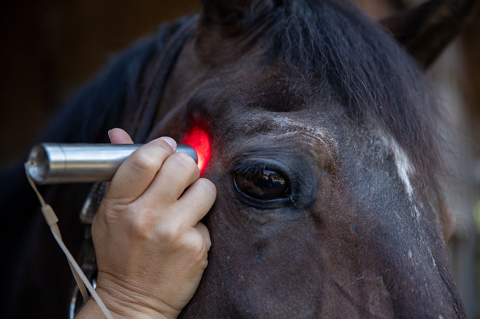 red light therapy device being used for healing from foxtails on a horse