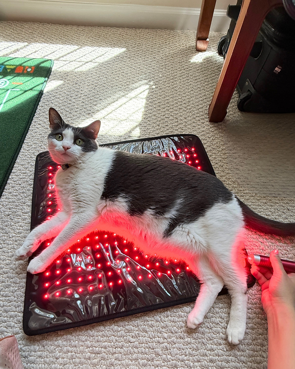 photobiomondulation therapy on a cat using red light LEDs