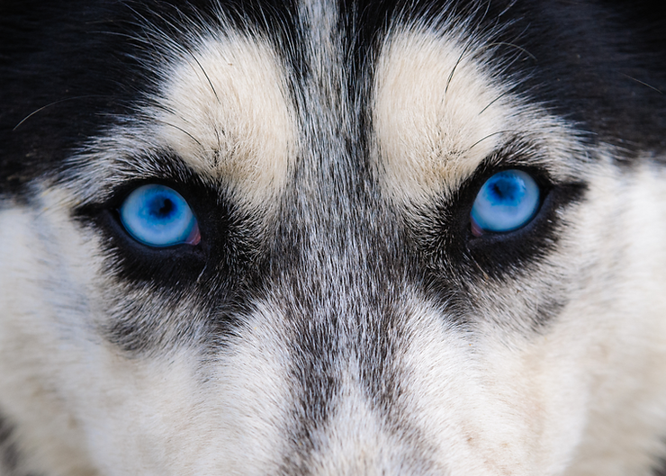 Close-up of a husky dog's intense blue eyes and black-and-white fur, conveying alertness. The background is not visible.