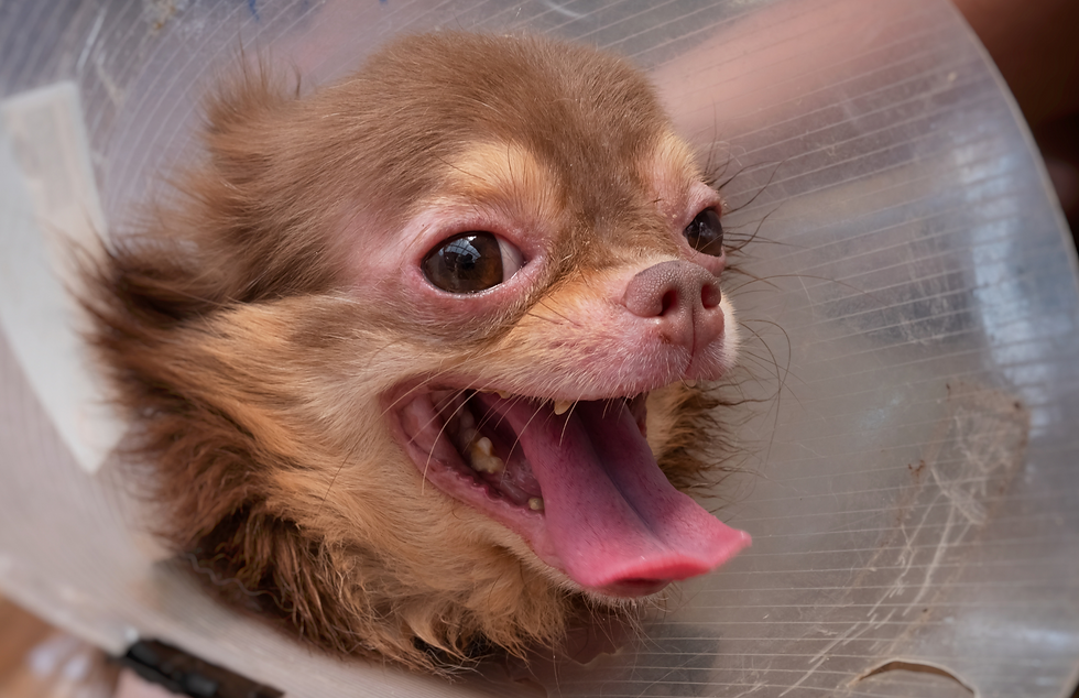 dog in a e-collar with red eyes from allergies
