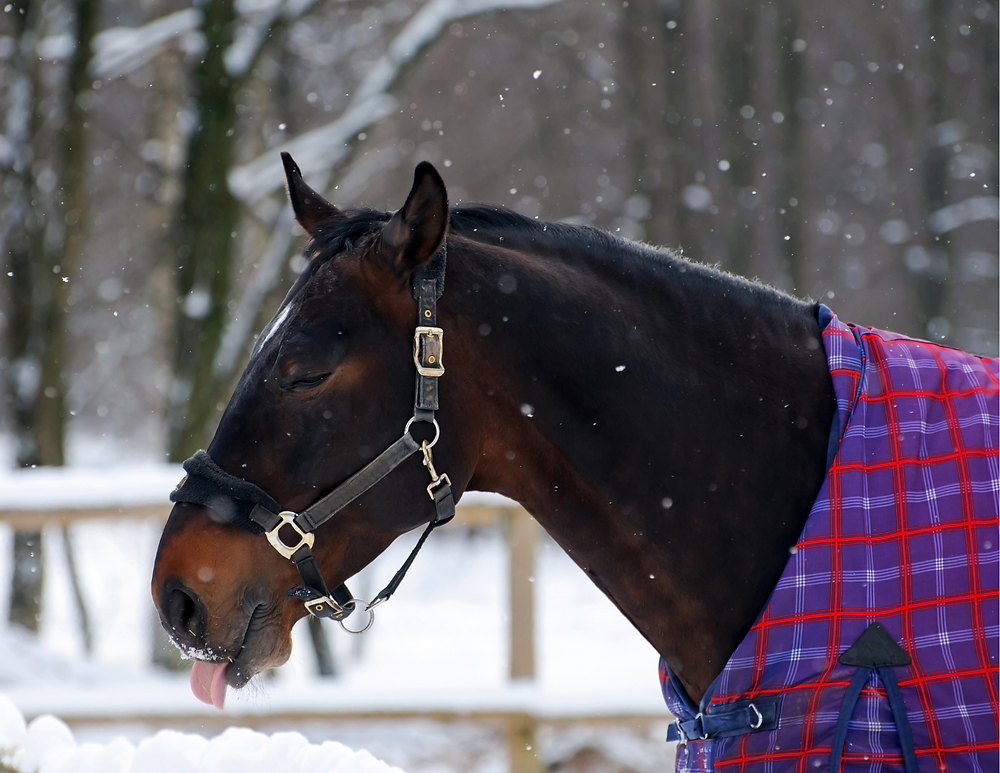 Blanketing Horses A Comprehensive Guide to Winter Care