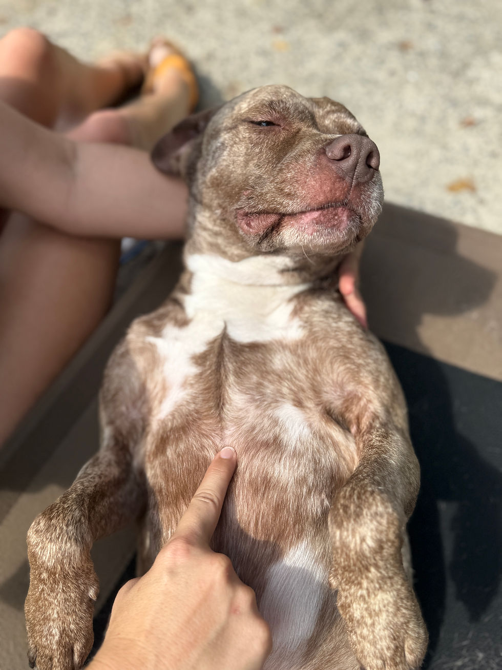 dog relaxing for an acupressure session outside for resource guarding.