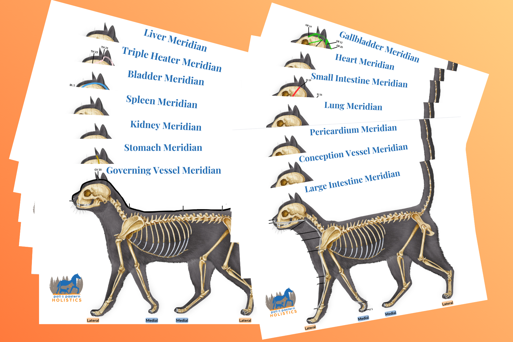 Feline Meridian Pathways