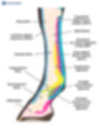 tendon injuries in horses cause lameness
