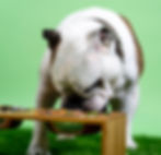 canine health supplements help support the body