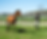 lunging horse to detect for lameness