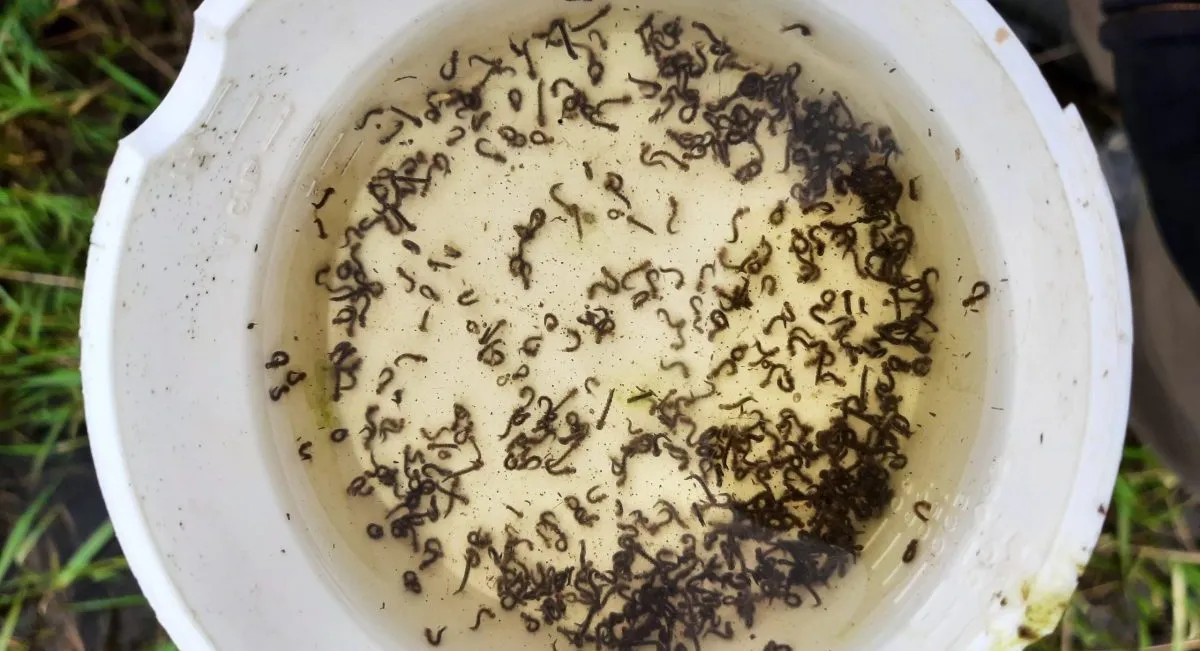 bucket of mosquito larvae breeding new mosquitoes 