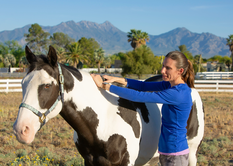 equine massage helps muscle relaxation and recovery