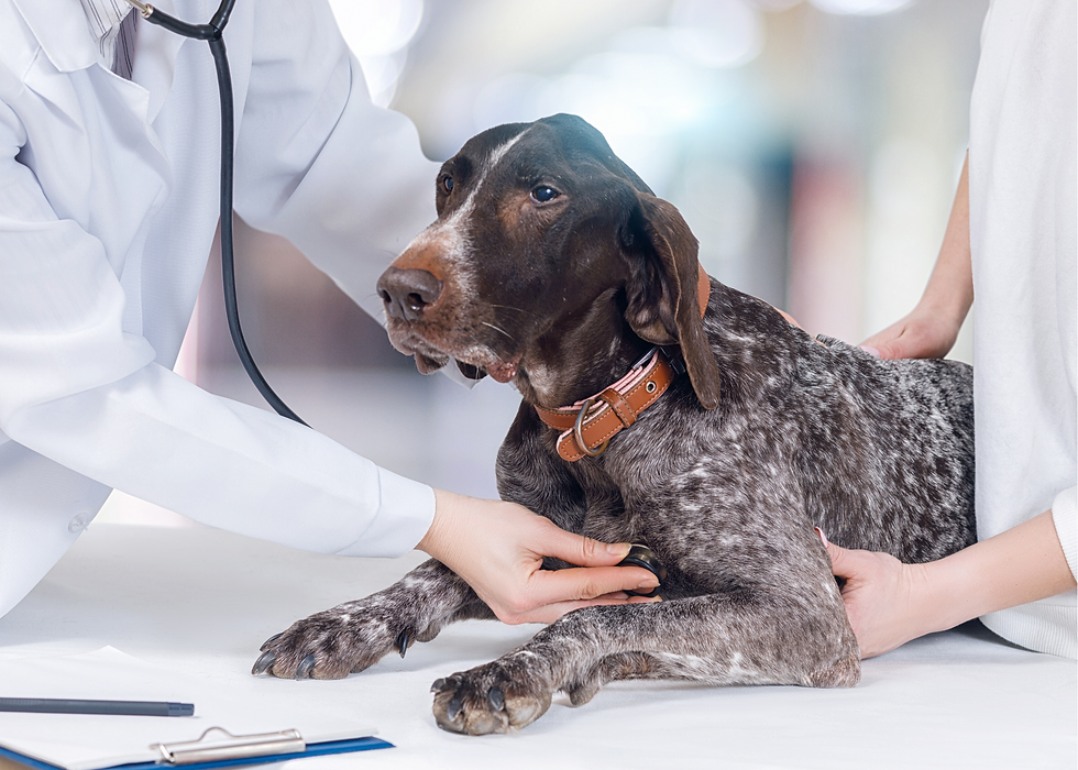 dog seeing vet for foxtail in his skin