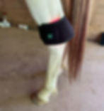 red light therapy on a horse hock for arthritis