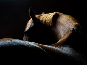 Equine Chiropractic Care: Enhancing Health, Performance, and Well-being