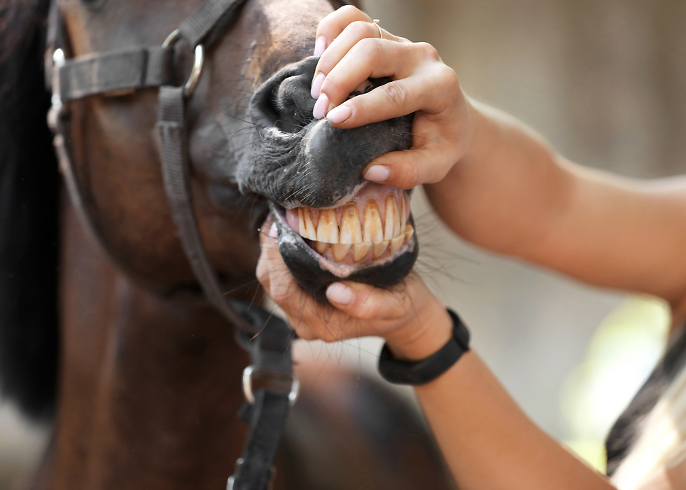 horse owner checking horses mouth for foxtails