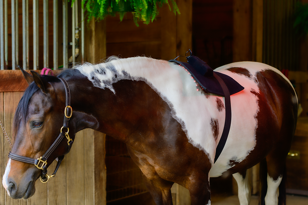 Horse with red light therapy wrap on its back