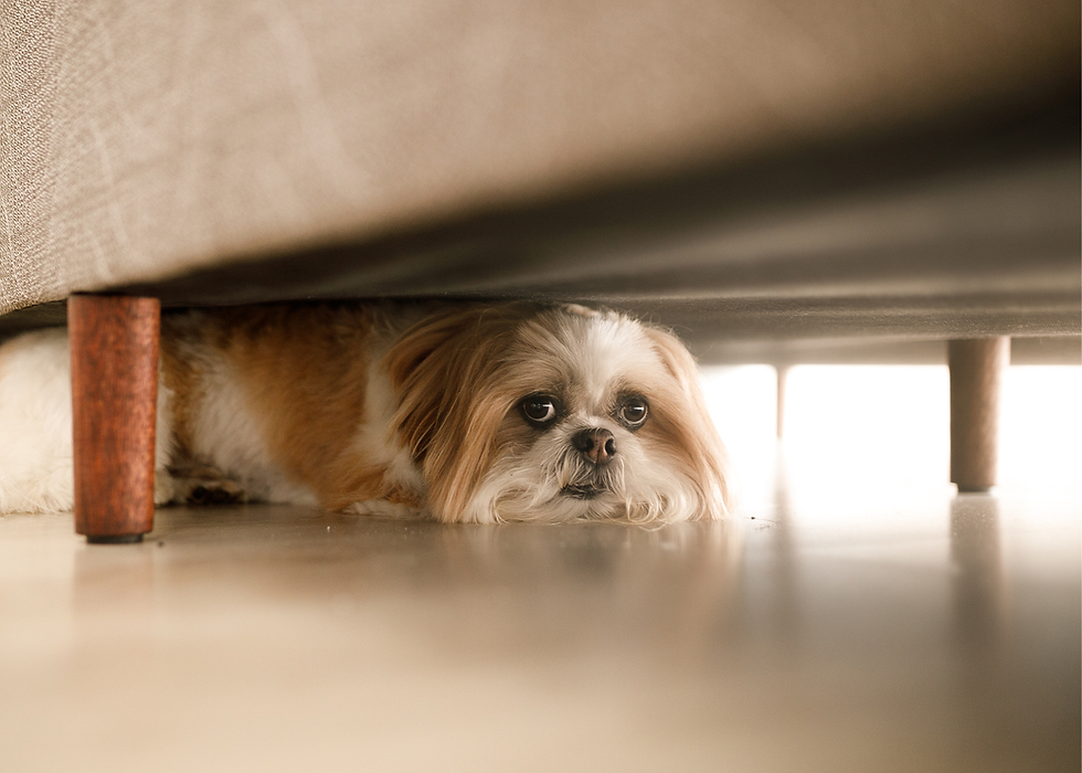 A small dog with white and brown fur peeks from under a beige sofa, lying on the floor. This may be an area where your missing pet would be hiding so be sure to check small spaces inside.