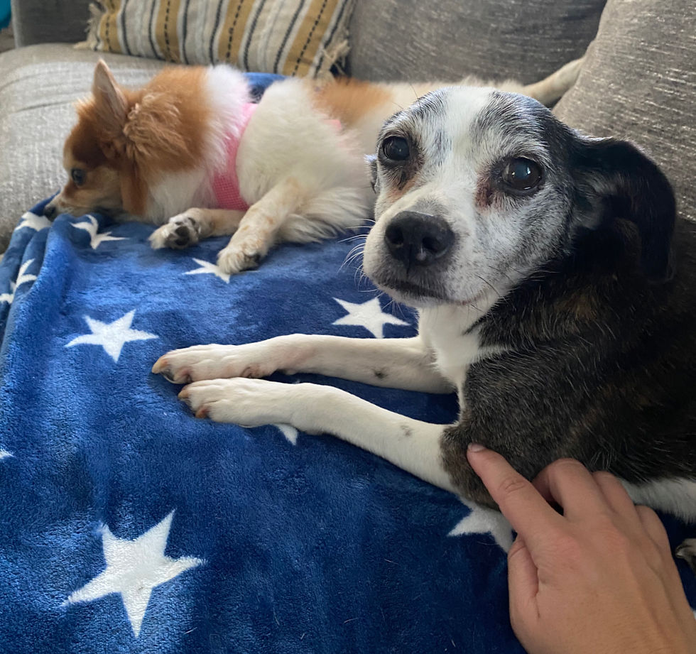 acupressure for nausea in pets for car rides