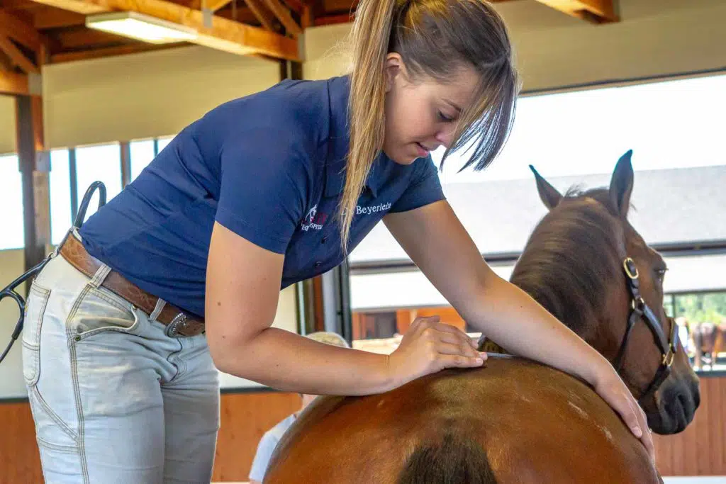 equine chiropractor adjusting the horses back