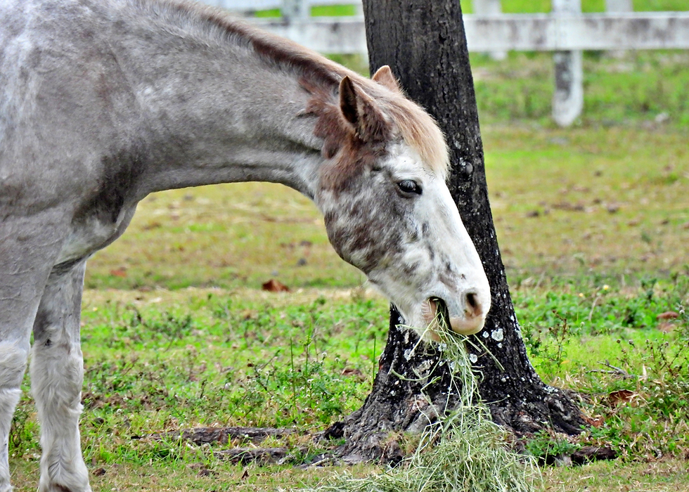 Grey horse eating hay, alfalfa as a natural supplement and treat for horse health and digestive wellness
