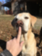 canine acupressure on a dog