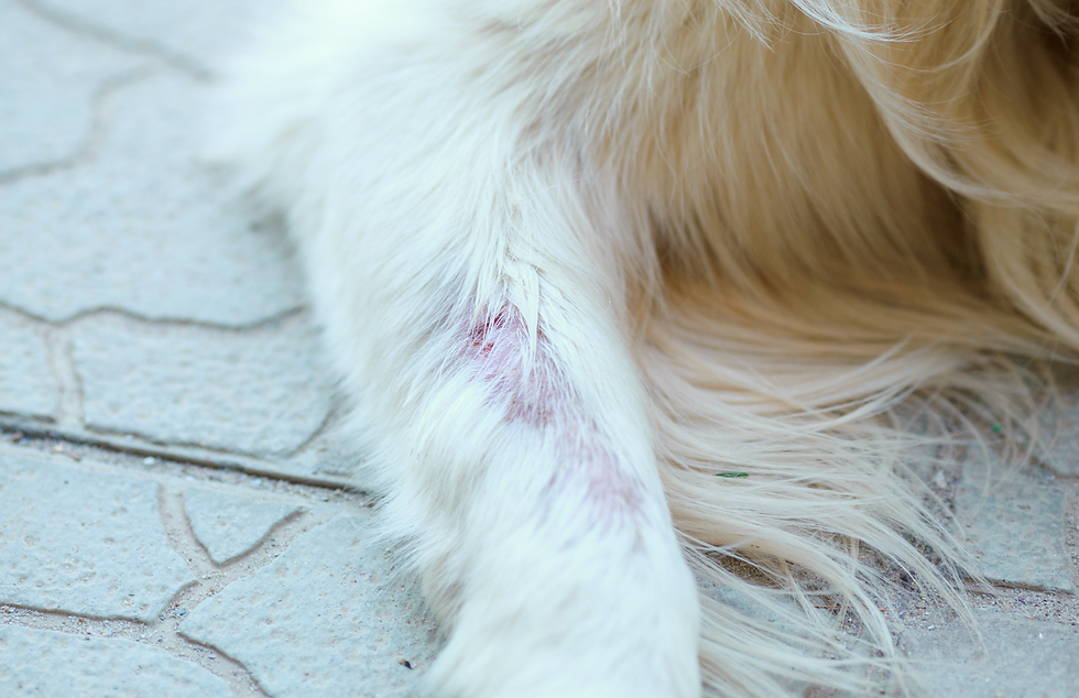 dog arm with red mark from chewing on itchy skin