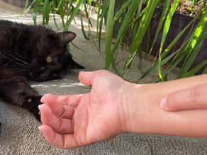 Stephanie Pope of Poll to Pastern Holistics displaying the inner wrist location of the Pericardium 6 acupressure point while her black cat rests nearby, connecting human acupressure principles to holistic animal wellness.