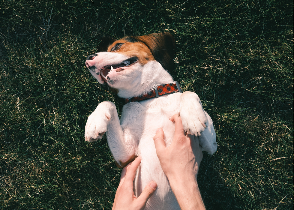 dog on his back while his owner looks for foxtails