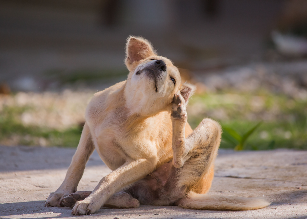 dog scratching has allergies from food and needs cooling foods