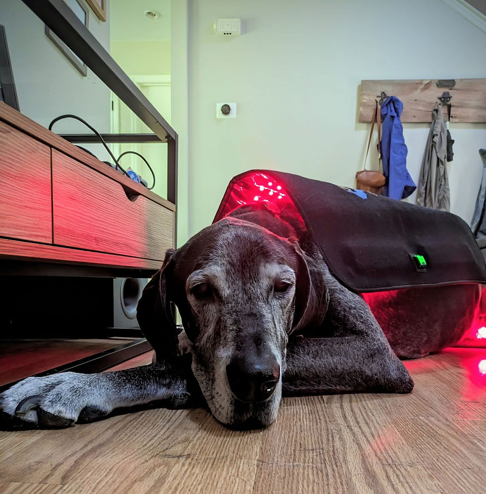 red light therapy pad applied to Great Dane for ivdd care