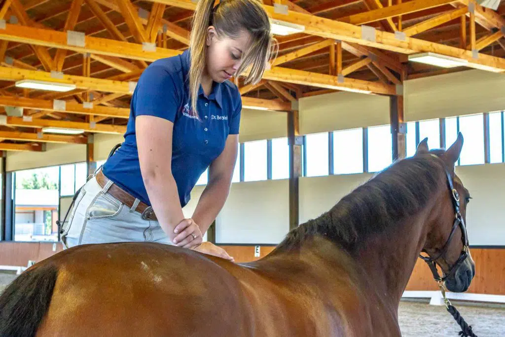 equine chiropractic careers involve a lot of physical action 