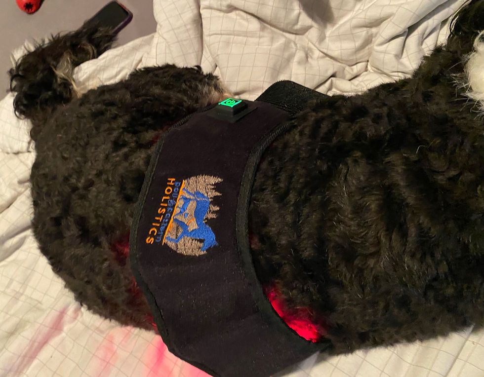 dog wearing CanineGlow Wrap to help reduce pain and inflammation of IVDD