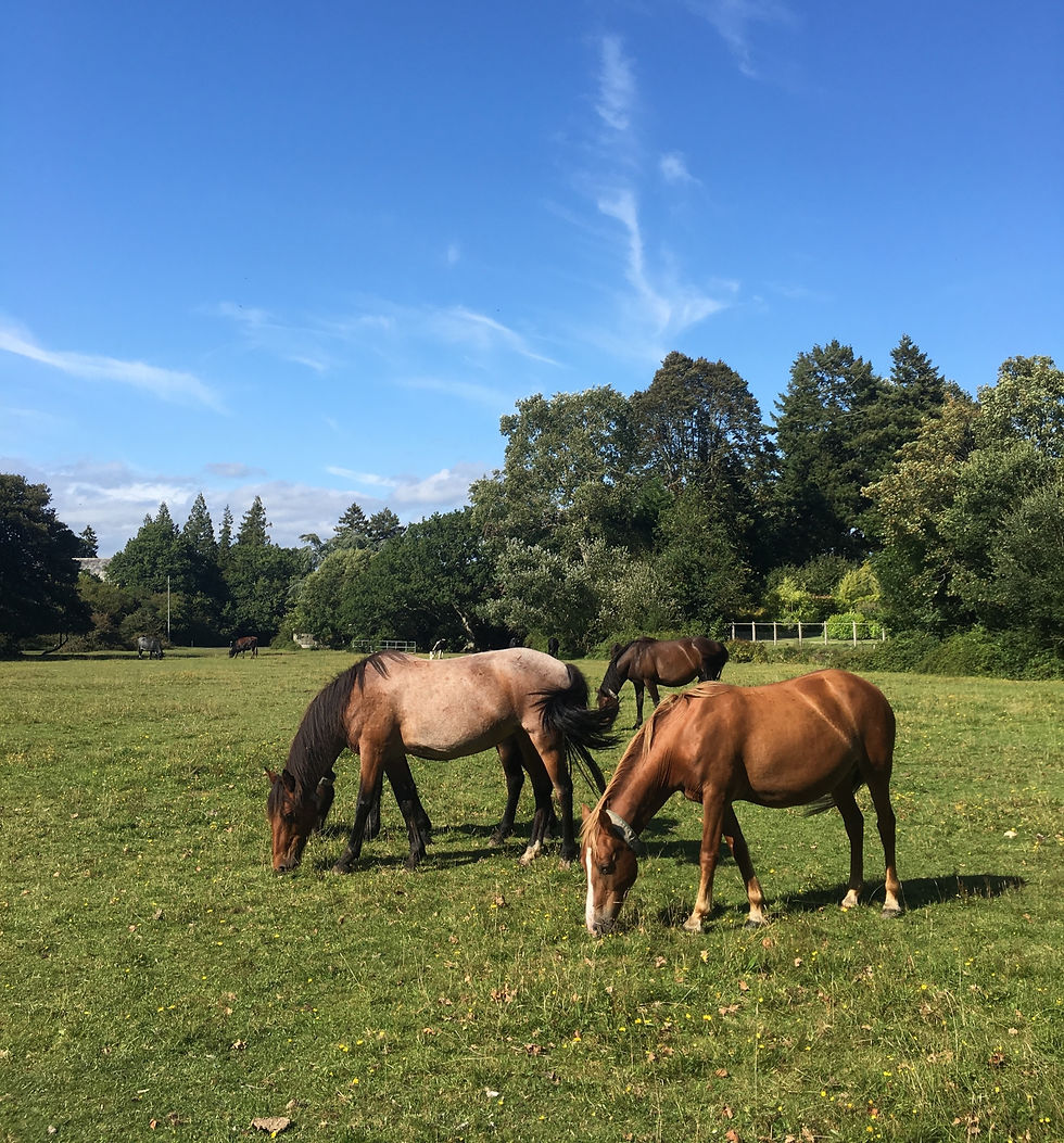 horses grazing outside in summer could get West Nile virus