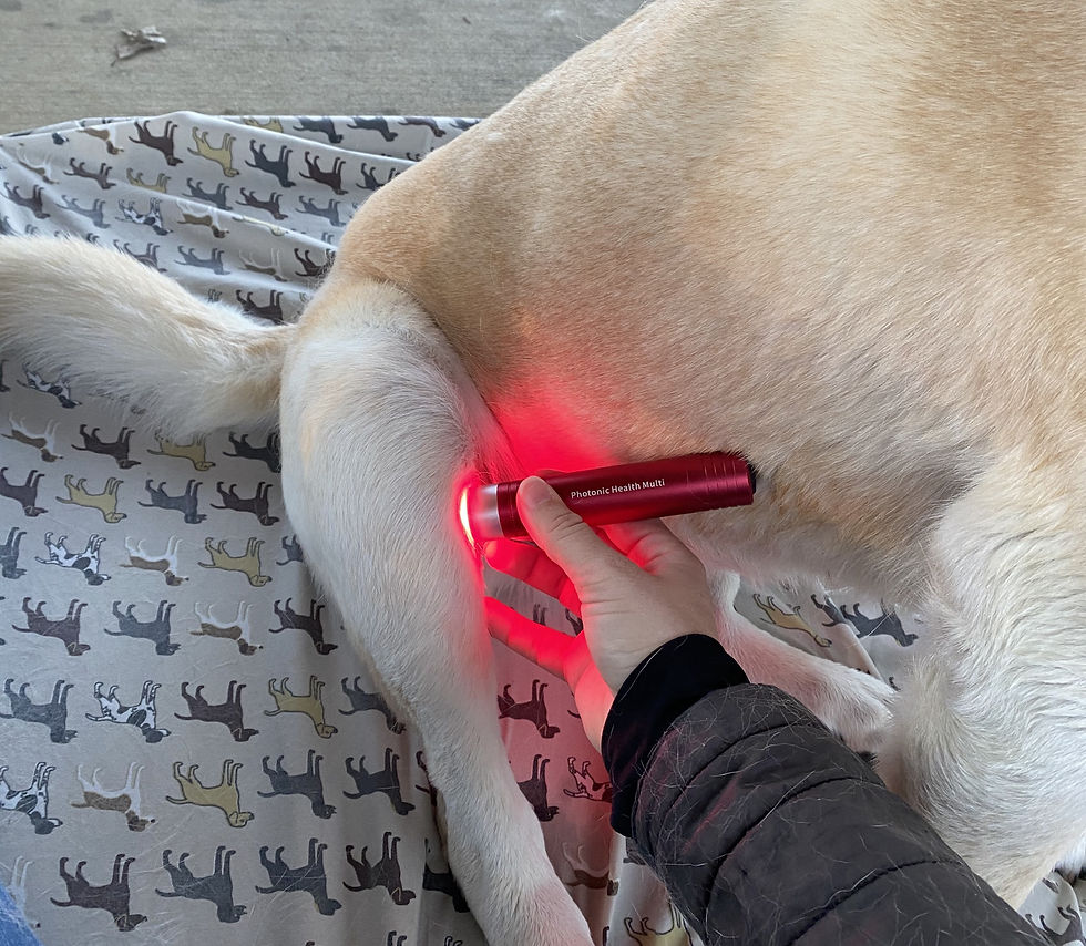 dog getting red light therapy on a wound from the foxtail