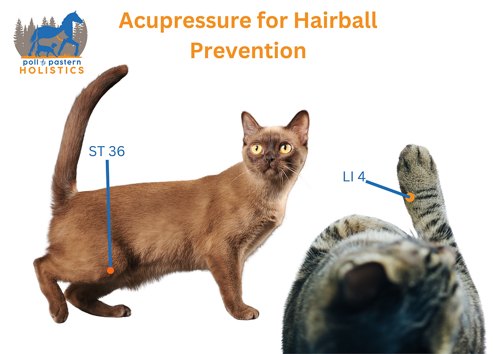 acupressure points for prevention of hairballs in cats