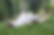dog rolling in grass scratching allergies