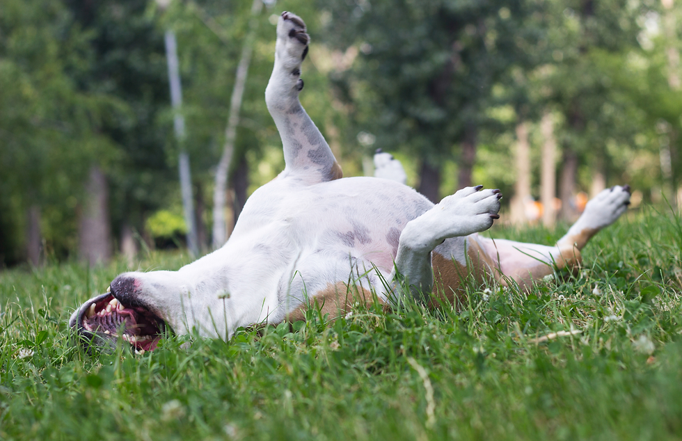 dog rolling in grass scratching allergies