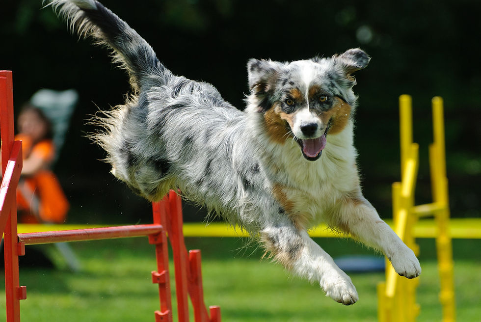 agility dog jumping over hurdle ACL health