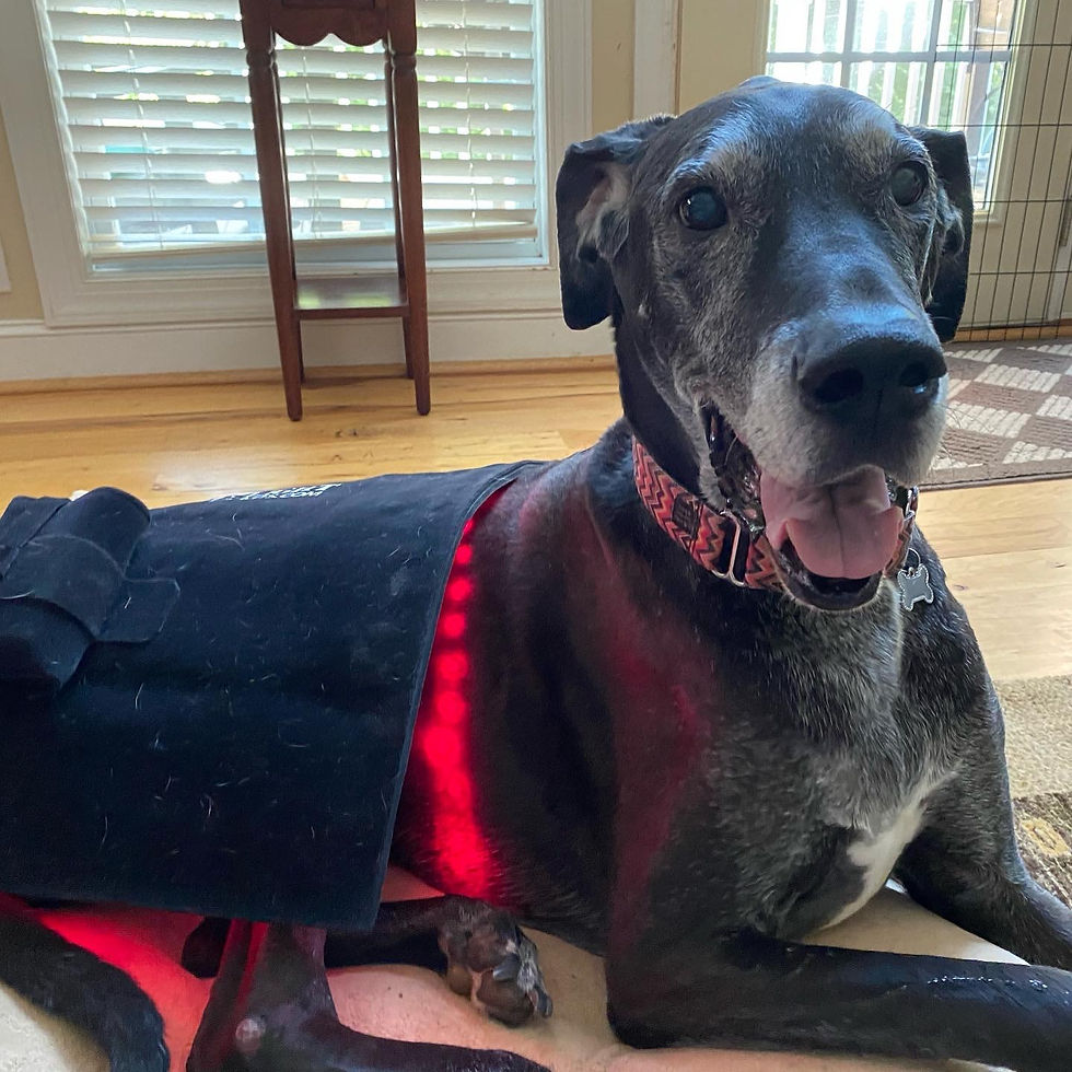 great dane enjoying red light therapy for recovery